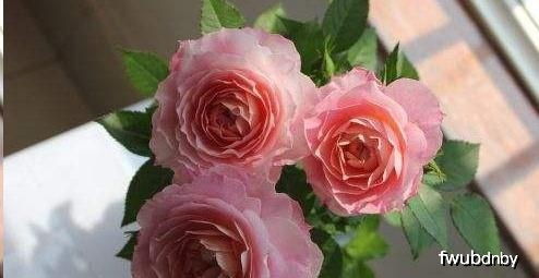 那么接下来我们该如何拯救这些可怜的月季苗呢？