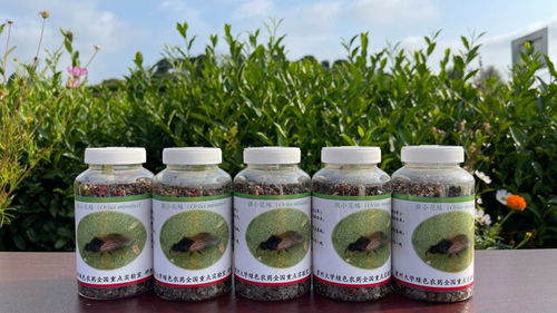 四季春茶油 - 行业翘楚，品质卓越