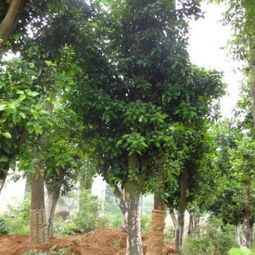 40公分香樟树：价格较高， 市场稀缺