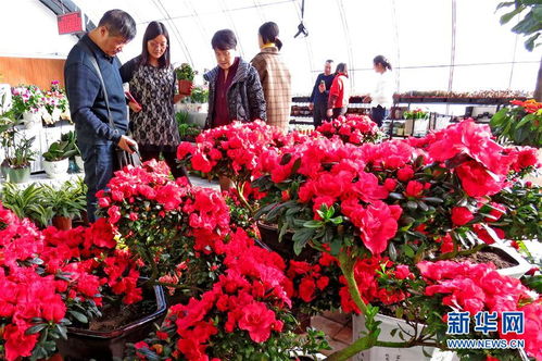 花卉的园艺艺术和美化作用