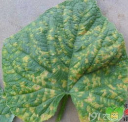 芸架豆锈病的症状揭秘