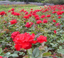 月季花的世界：加拿大的荷迪科Hortico苗圃