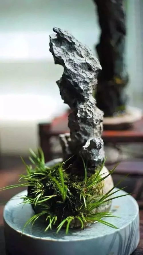 养菖蒲， 技巧要记牢