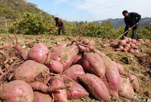 氟环唑在地瓜种植中的应用