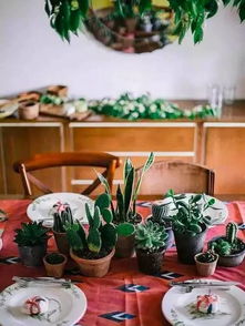 新手养护，这些花卉是首选