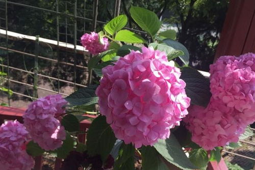 绣球花散开的原因