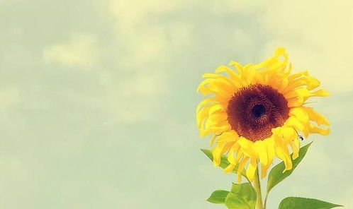 勿忘我，永不忘记的约定