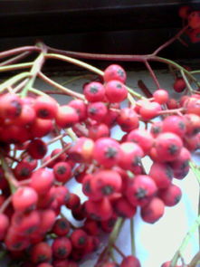 红色汁液的秘密