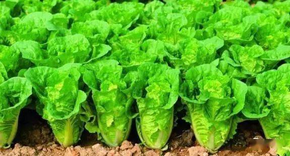 白菜种植，时间有差异