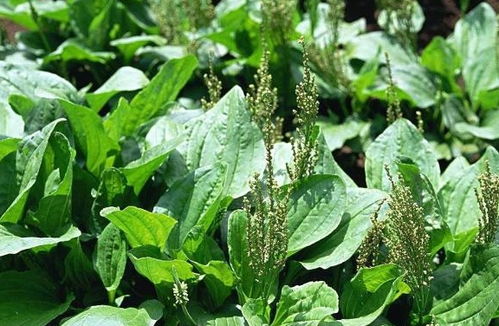 水肥管理， 不嫩小堪