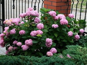 种植宿根花卉的乐趣与挑战
