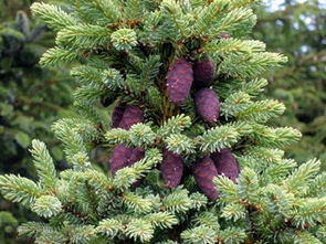 黑云杉：大自然的恩赐，神秘的功效与作用