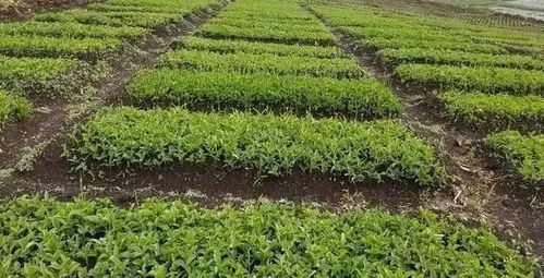 半夏行情如何？今年最新价格是多少一斤