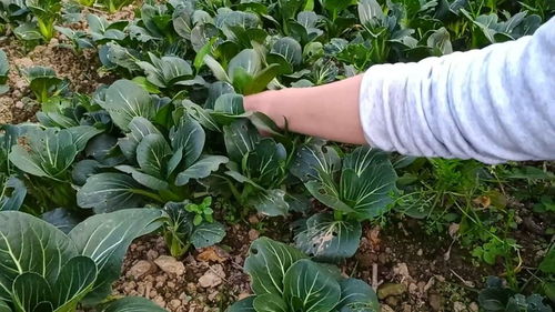 一、 苏州青小菜的种植技巧