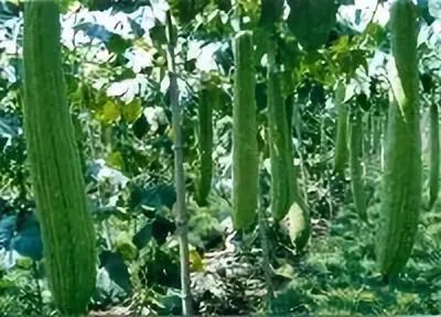 丝瓜的种植与农药使用