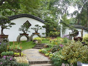 家门口种柳树，宅院绿化新选择！