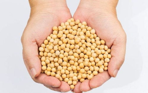 猫屎瓜富含多种营养成分，具有极高的经济价值