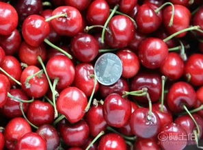 （一）初识樱桃大青叶种子， 轻得像头皮屑