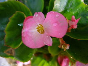 种粉色植物，心情和工作者阝好！