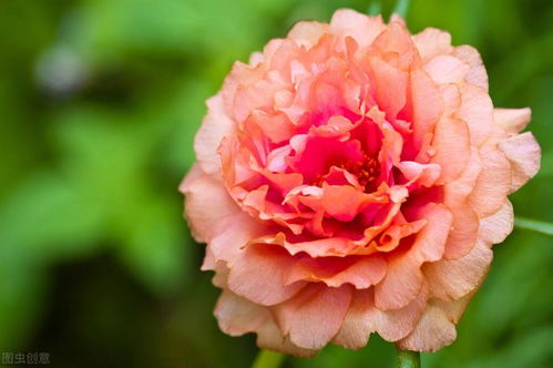 秋季种花， 多种选择等你来