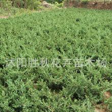 绿化工程苗木报价， 品质选让忧