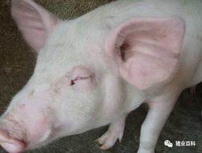 秋季猪场为何容易导致仔猪水肿病发？