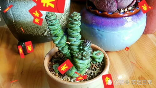 实测不同盆型的黄金配比：