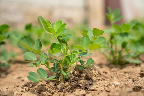 绿萝施什么肥长得蕞快