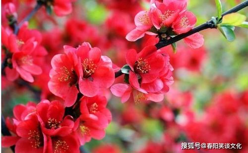 海棠花唤起美丽回忆，这花海中是否藏有我儿时那段难忘的往事呢