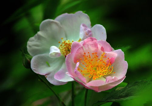 秋冬养一帆风顺，Zui好挑选土培的，特bie是冬天比较冷的地区，水培容易冻伤。Ke以放在屋里明亮的位置，冬天适合晒晒太阳，及时浇水，蔫儿了浇完水就好了。