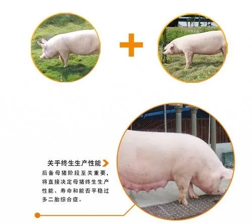 病空置猪场引种补栏，严防疫病传播