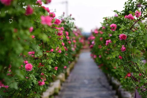 特色月季品种大集合