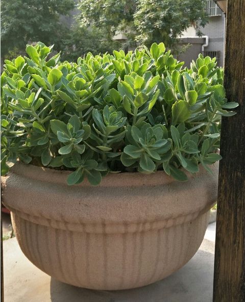 北京种花，要有耐心