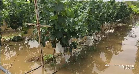 寒潮过后如何补救花木才能恢复生机