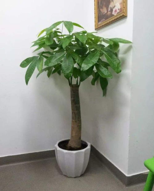 发财树寓意繁荣昌盛， 需要细心照料