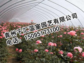 适合哪些花卉植物