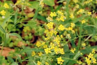 土壤大作战：松软是关键