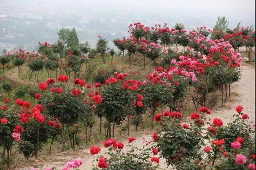 甘肃汉中星汉月季，收获点赞