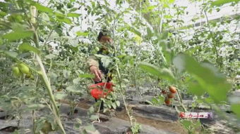 临汾种菜致富指南：揭秘哪些蔬菜Zui赚钱