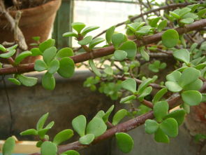 先说说 我们要明白玉叶是个啥