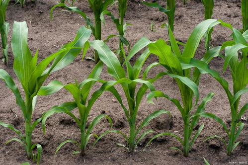 玉米种植需用多少化肥？施用何种肥料最适宜