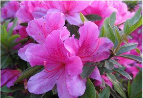“杜鹃花最佳开花温度揭秘！”