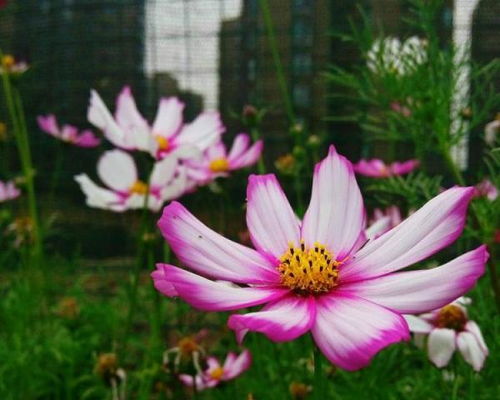 格桑花与波斯菊，哪种更美