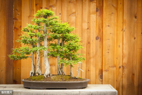 桅子树嫩叶发黄的原因探秘