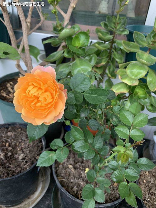 果汁阳台——(微月)生长迅速、抗病