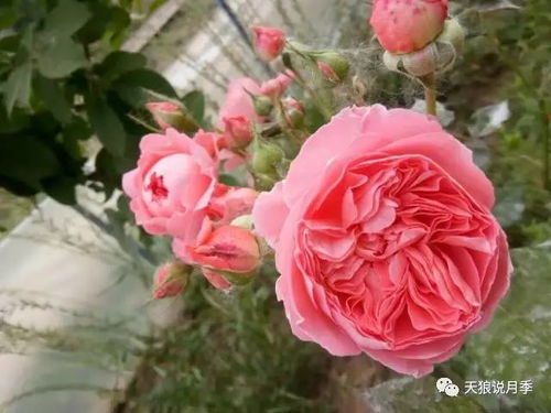 月季花儿开得旺， 波尚安德利西亚来帮忙