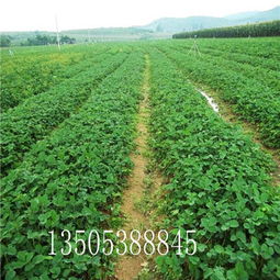 红色矮绿化苗木品种大揭秘