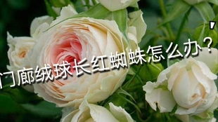 极光咏叹调月季Aurora Aria的花期探秘