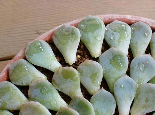 白牡丹叶插：成功率85%，满足两个条件