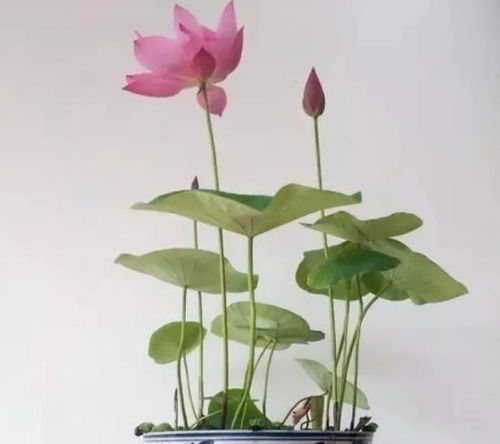 睡莲的养护要点